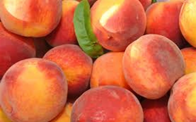 Cresthaven Peach - Prunus persica 'Cresthaven' - 5 Gallon - 48-60