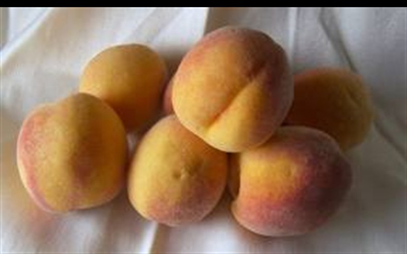 Early Elberta Peach - Prunus persica 'Early Elberta' - 5 Gallon - 48-60