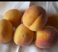 Early Elberta Peach - Prunus persica 'Early Elberta'