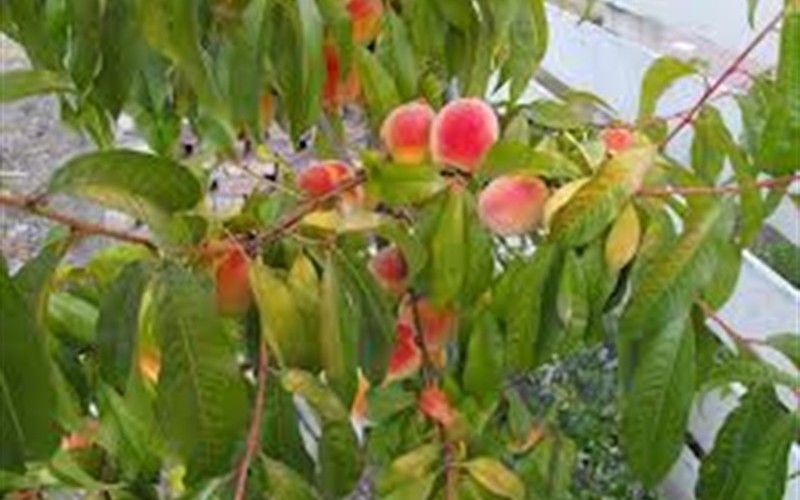 Early Elberta Peach - Prunus persica 'Early Elberta' Photo 2