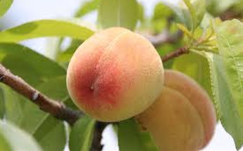Florida King Peach (Flordaking) - Prunus persica 'Florida King' - 5 Gallon - 48-60