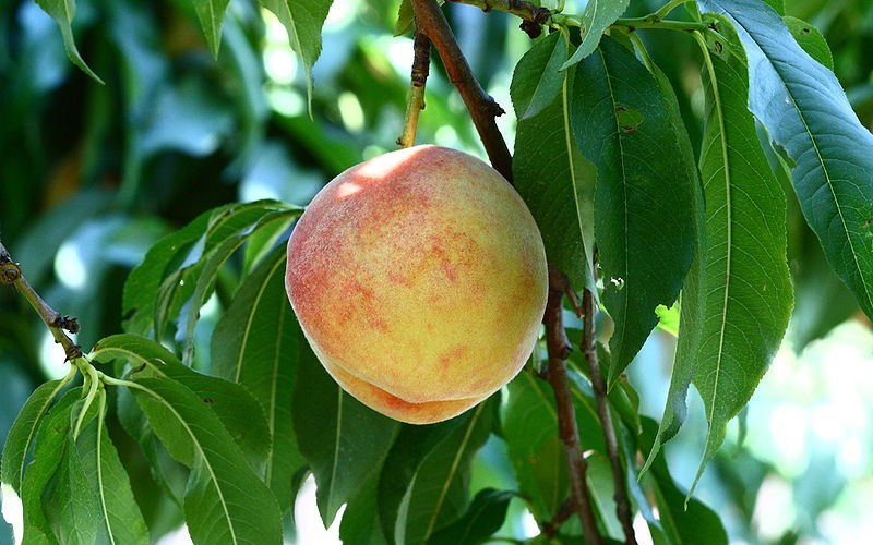 Loring Peach Photo 2