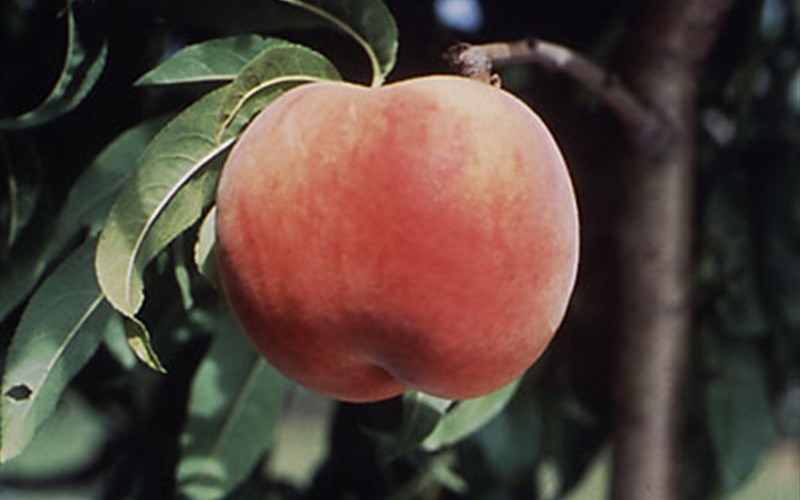 Red Globe Peach - Prunus persica 'Red Globe' Photo 1