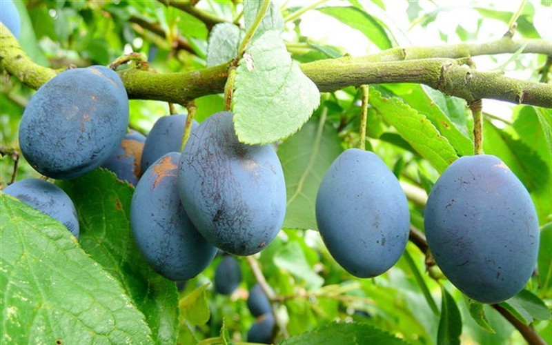 Blue Damson Plum - Prunus domestica 'Blue Damson' Photo 2
