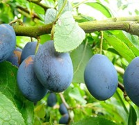 Blue Damson Plum - Prunus domestica 'Blue Damson'