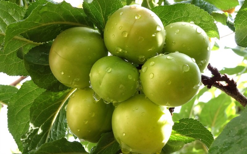 Green Gage Plum - Prunus domestica 'Green Gage' - Bare Root - 60-72