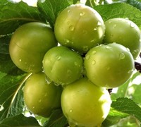 Green Gage Plum - Prunus domestica 'Green Gage'