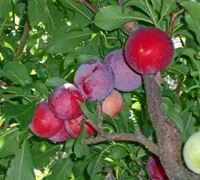Red June Plum - Prunus salicina 'Red June'