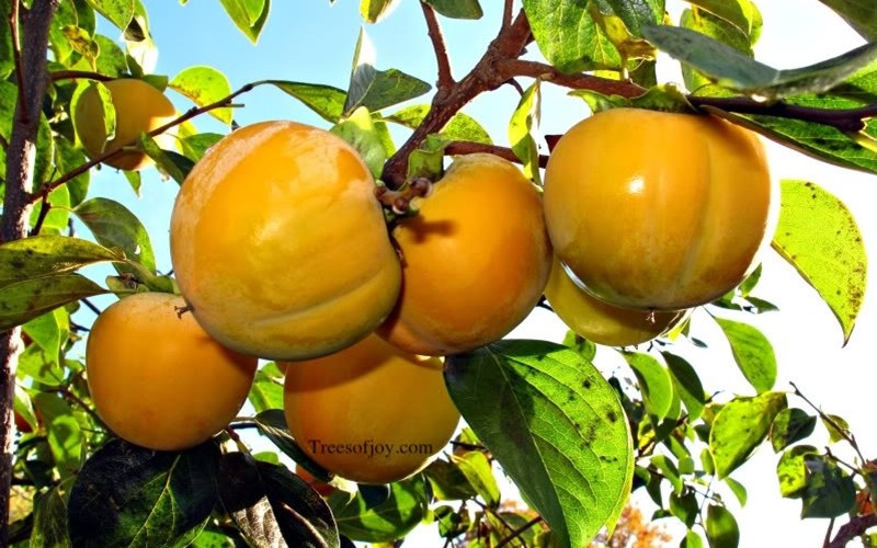 Hana Fuyu Japanese Persimmon - 3 Gallon  - Fruit Plants | ToGoGarden
