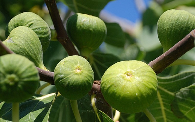Kadota Fig - 1 Gallon - Fruit Plants | ToGoGarden