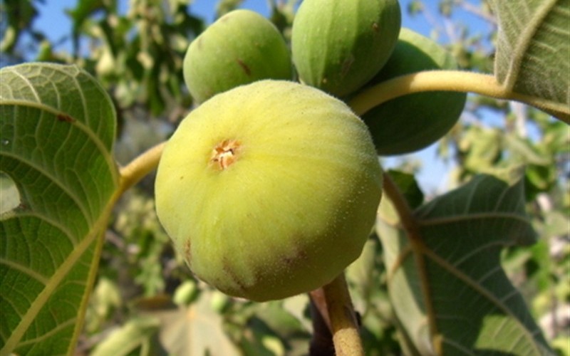 Lemon Fig - Ficus carica 'Lemon' Photo 1