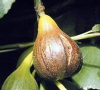 Magnolia Fig 