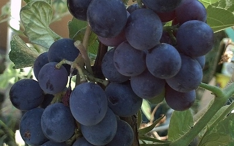 Concord Grape - Vitis labrusca 'Concord' Photo 1