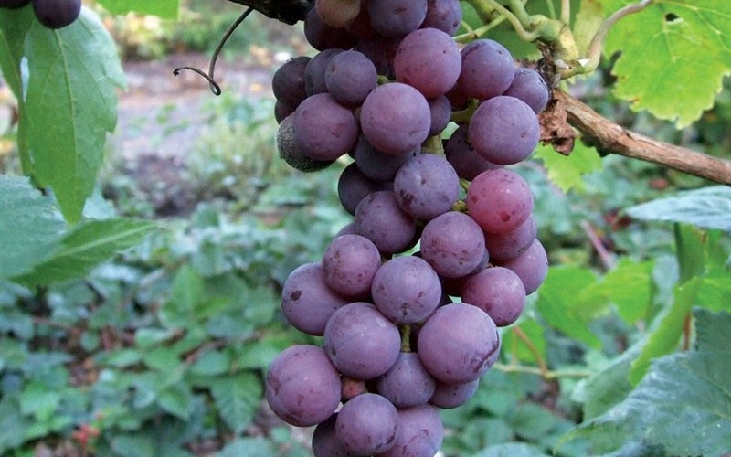 Flame Seedless Grape - Vitis labrusca 'Flame Seedless' - 1 Gallon - Grapes | ToGoGarden