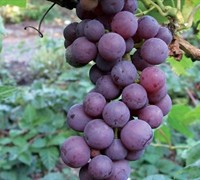 Flame Seedless Grape - Vitis labrusca 'Flame Seedless'