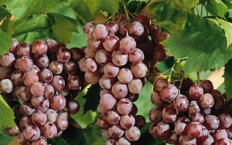 Reliance Red Grape - 1 Gallon - Grapes | ToGoGarden