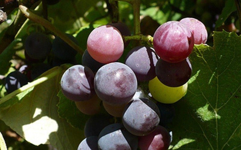 Sunbelt Grape  Photo 2
