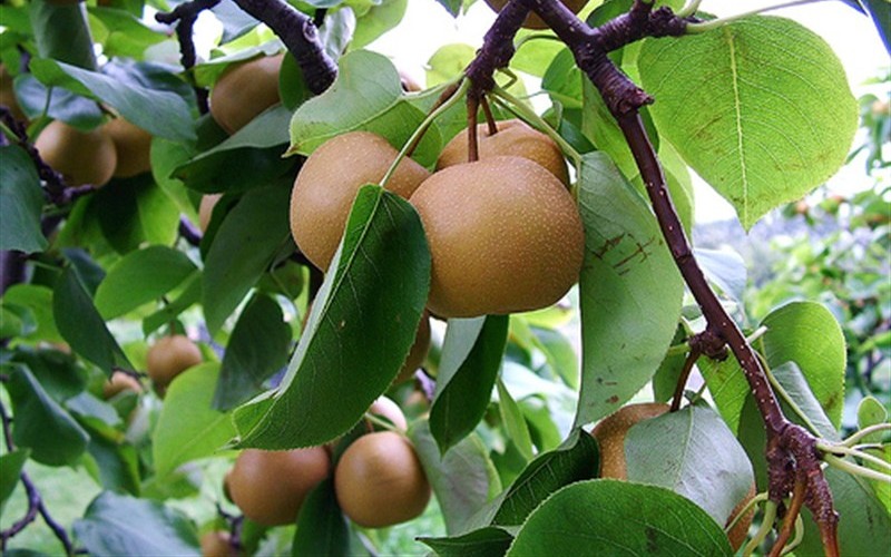 olympic korean giant pear