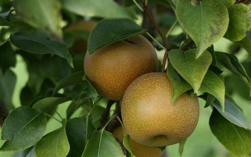 Shinko Asian Pear - 5 Gallon - Asian Pear Trees | ToGoGarden