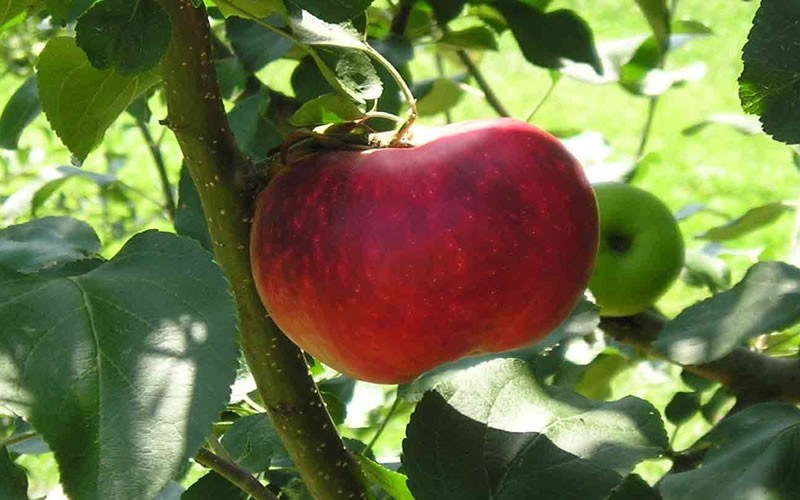 Yates Apple - 5 Gallon - Fruit Plants | ToGoGarden
