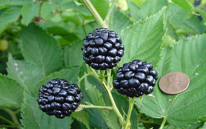 Natchez Thornless  Blackberry - 1 Gallon - Blackberry Bushes | ToGoGarden