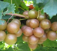 Carlos Muscadine Grape Vines Shrub Live Plants 1 Gallon Bronze Self Fertile 
