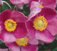 Pretty Lady Diana Anemone - Windflower