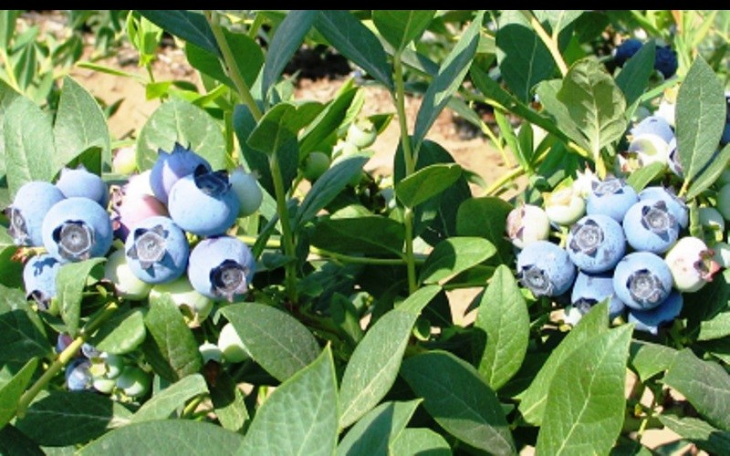 Biloxi Southern Highbush Blueberry Photo 2