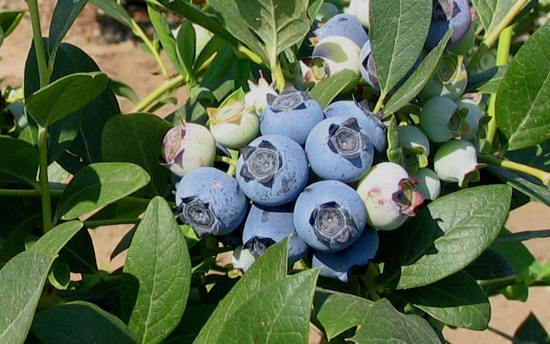 Biloxi Southern Highbush Blueberry - 1 Gallon - Blueberry Bushes - Southern Highbush | ToGoGarden