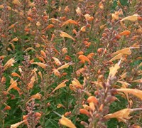 Apricot Nectar Agastache - Hummingbird Mint