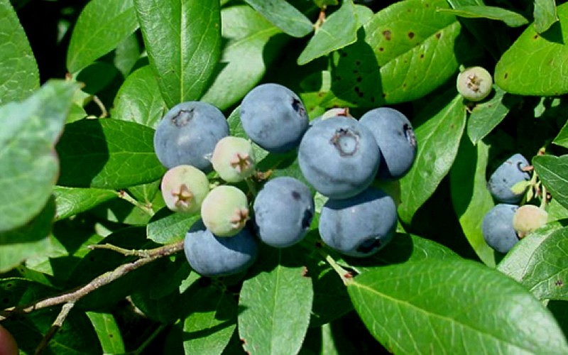 Vernon Rabbiteye Blueberry  - 1 Gallon - Blueberry Bushes - Rabbiteye | ToGoGarden
