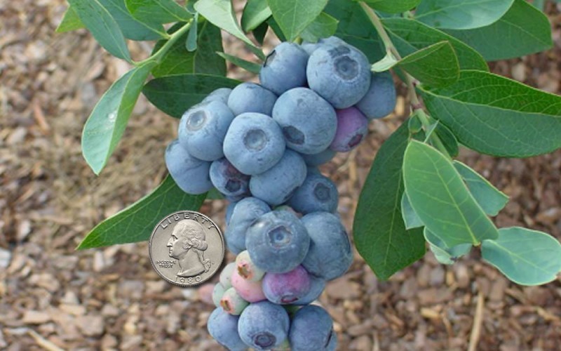 Titan Rabbiteye Blueberry Photo 1