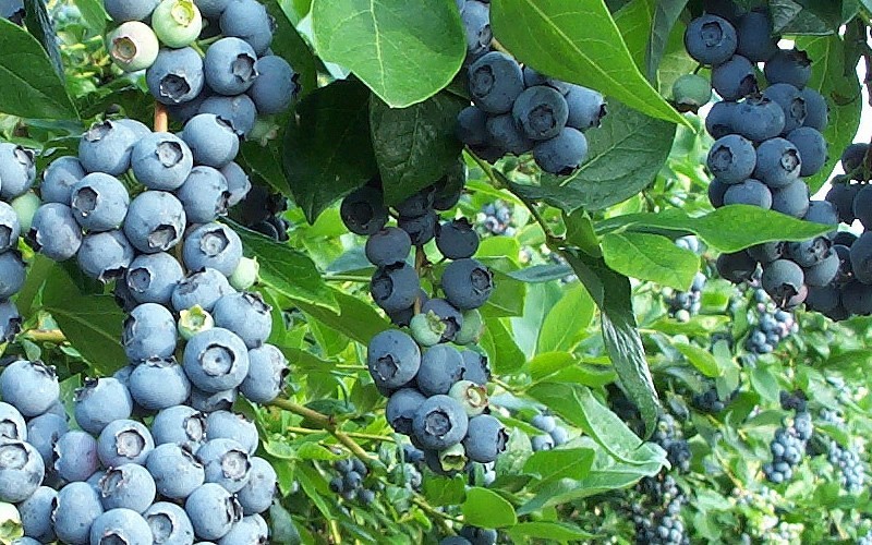 Chaucer Rabbiteye Blueberry - 1 Gallon - Blueberry Bushes - Rabbiteye | ToGoGarden
