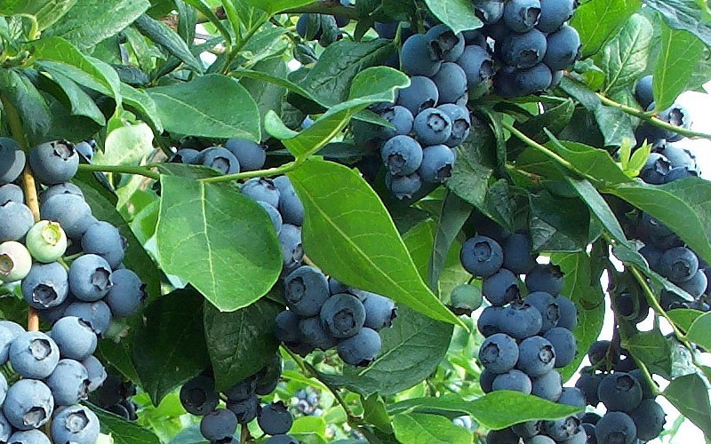 Cooper Southern Highbush Blueberry  Photo 1