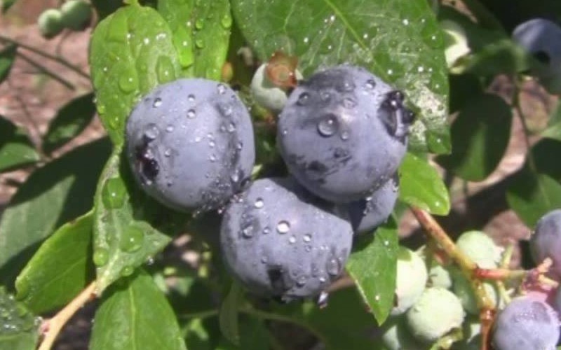 Southland Rabbiteye Blueberry Photo 1