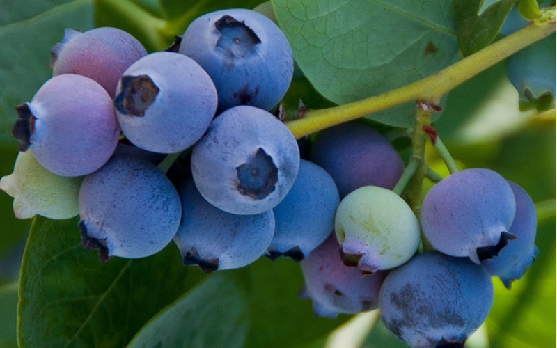 Jubilee Southern Highbush Blueberry  - 1 Gallon - Blueberry Bushes - Southern Highbush | ToGoGarden