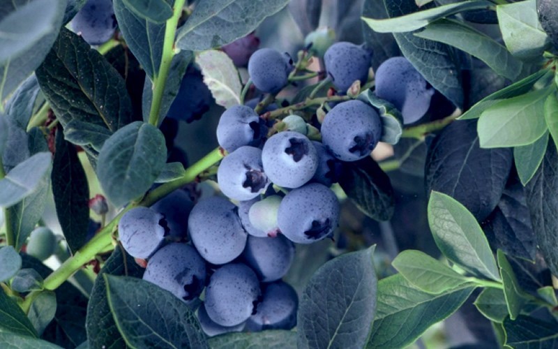 Misty Southern Highbush Blueberry - 1 Gallon - Blueberry Bushes - Southern Highbush | ToGoGarden