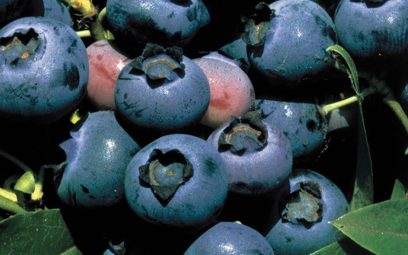 O'Neal Southern Highbush Blueberry - 2 Gallon - Blueberry Bushes - Southern Highbush | ToGoGarden