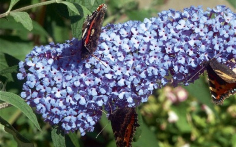 Buzz Sky Blue Dwarf Butterfly Bush - 12 Count Flat of Pint Pots - Butterfly Bush | ToGoGarden
