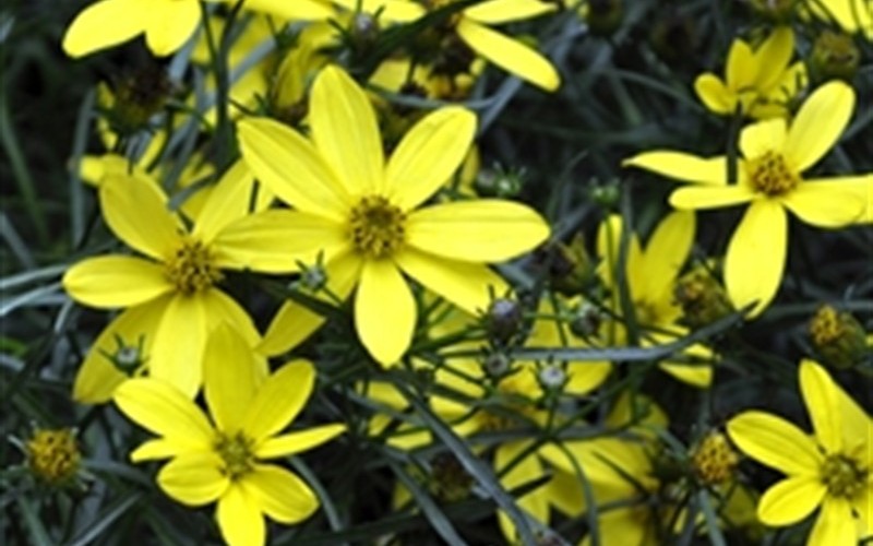 Electric Avenue Coreopsis - Tickseed - 12 Count Flat of Pint Pots - Coreopsis - Tickseed | ToGoGarden