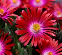 Shop Delosperma Jewel of the Desert Garnet - Ice Plant - 10 Count Flat of 4.5