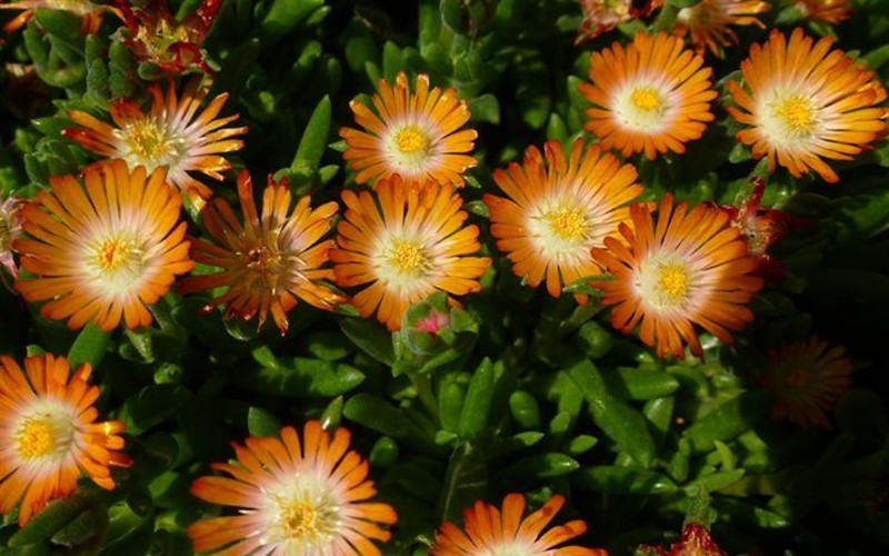 Delosperma Jewel of the Desert Topaz - Ice Plant - 3 Count Flat of Pint Pots - Ice Plants | ToGoGarden