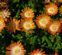 Delosperma Jewel of the Desert Topaz - Ice Plant