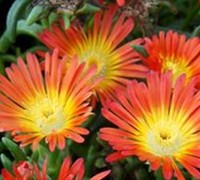 Image of Delosperma Indian Summer against a blue sky