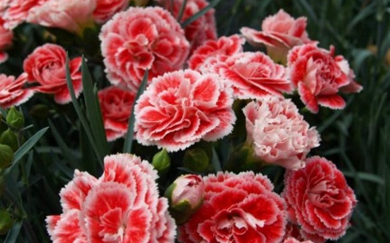 Coral Reef Carnation - 10 count flat of quart pots - Dianthus Groundcovers | ToGoGarden