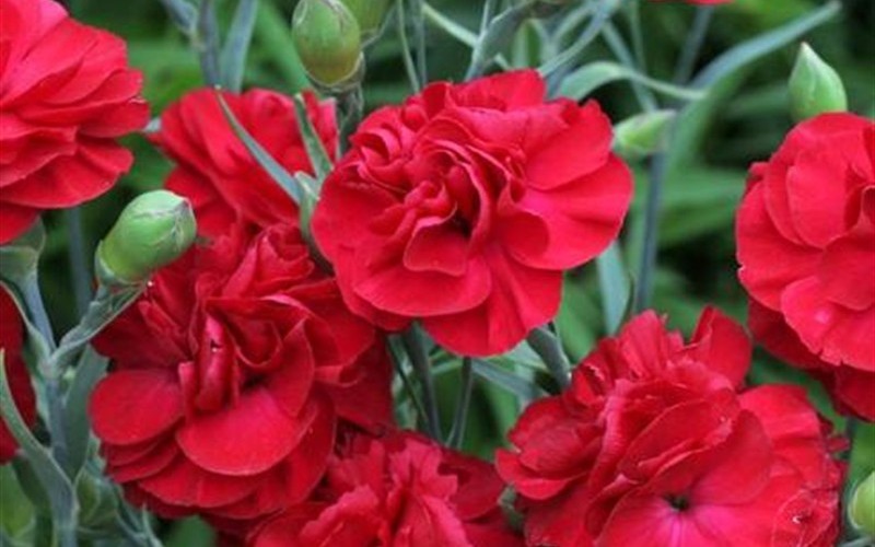 Passion Tall Dianthus - Carnation Photo 1