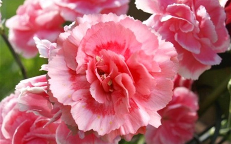Romance Tall Carnation Photo 1