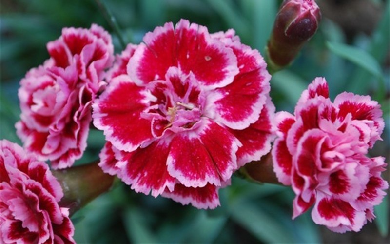 Sugar Plum Carnation - 3 Count Flat of Pint Pots - Dianthus Groundcovers | ToGoGarden