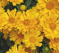 Shop Jethro Tull Coreopsis - 1 Gallon