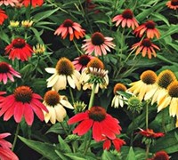 Cheyenne Spirit Coneflower